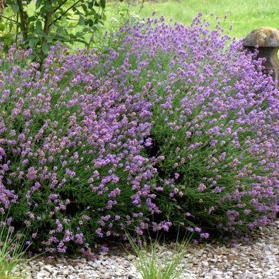 Lavande naine Munstead - Leaderplant