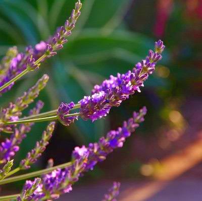 Lavande Phenomenal ® - Leaderplant