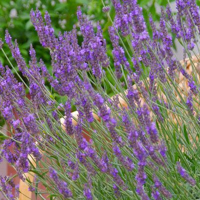Lavande Phenomenal ® - Leaderplant