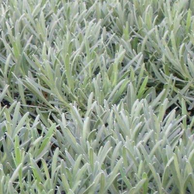 Lavande Sensational ® - Leaderplant