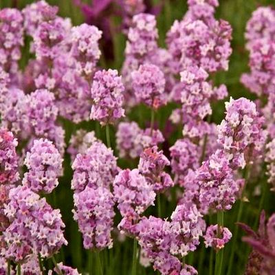 Lavande rose - Leaderplant