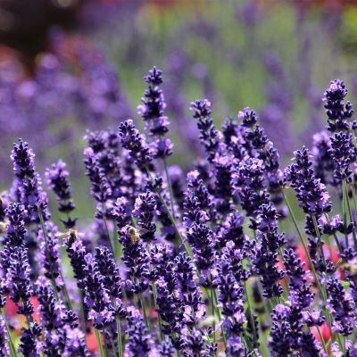 Lavande Sensational ® - Leaderplant