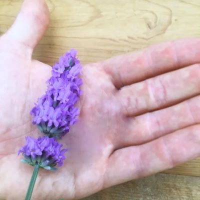 Lavande Sensational ® - Leaderplant