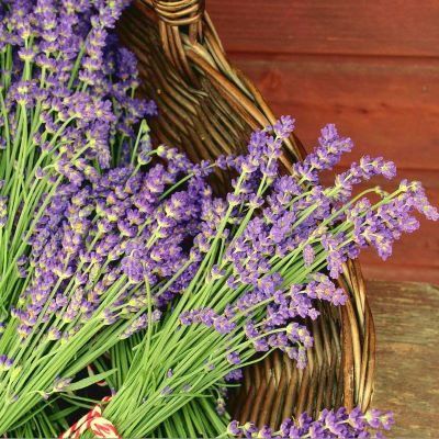 Lavande de Grasse Grosso - Leaderplant