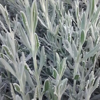 Lavande d'Allard - Leaderplant