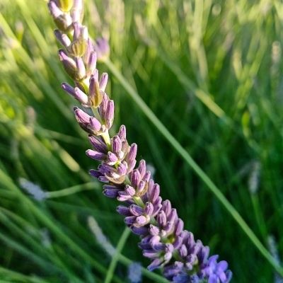 Lavandin / lavande Dutch - Leaderplant