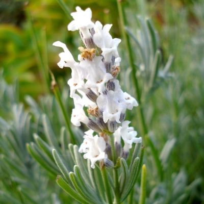 Lavande blanche - Leaderplant