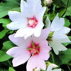 Lavatère 'Barnsley Baby' - Leaderplant