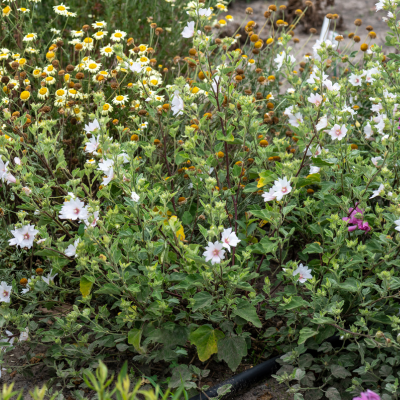 Lavatère Barnsley Baby - Leaderplant