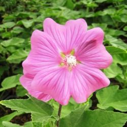 Lavatère 'Bredon Spring' - Leaderplant