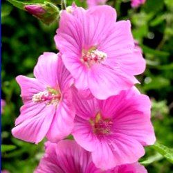 Lavatère 'Bredon Spring' - Leaderplant