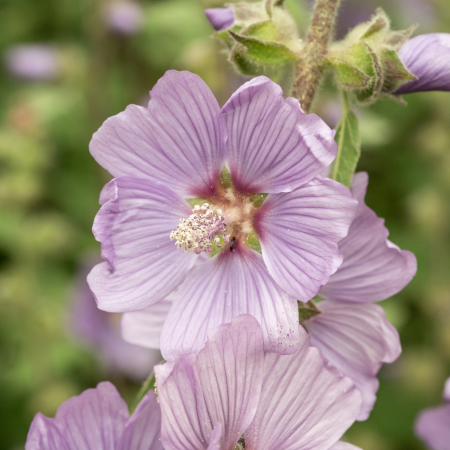 Lavatère arbustive Lilac Lady  - Leaderplant