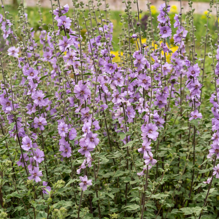 Lavatère arbustive Lilac Lady  - Leaderplant