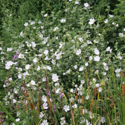 Lavatère White Angel - Leaderplant
