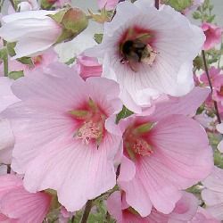 Lavatère 'Barnsley' - Leaderplant