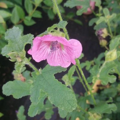 Lavatère 'Elegans Princess' ® - Mauve du Cap - Leaderplant