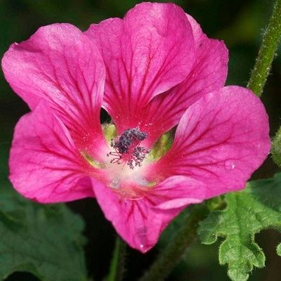 Lavatère rouge nain ou Mauve du Cap rose - Leaderplant