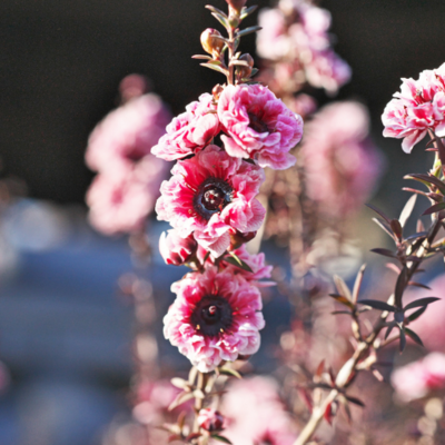Leptospermum Rouge double - Arbre à thé - Leaderplant