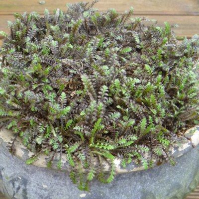 Leptinelle Platt's Black - Leaderplant