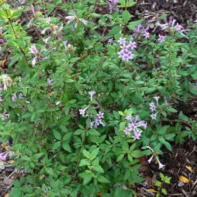 Leptodermis Summer Star - Leaderplant