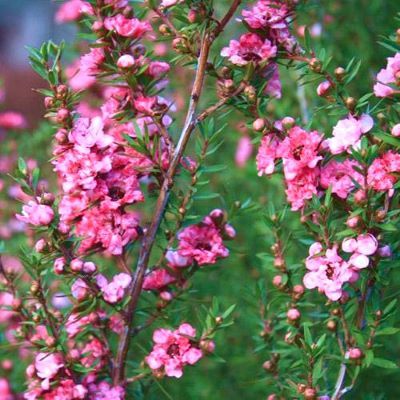 Leptospermum Coral Candy - Leaderplant