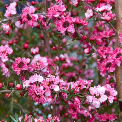 Leptospermum Coral Candy - Leaderplant