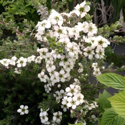 Leptospermum argenté - Leaderplant