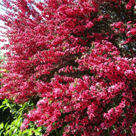 Leptospermum Red Damask - Leaderplant