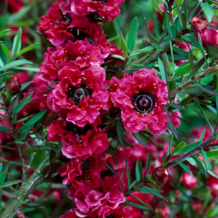 Leptospermum Red Damask - Leaderplant
