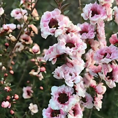 Leptospermum Autumn Glory - Leaderplant
