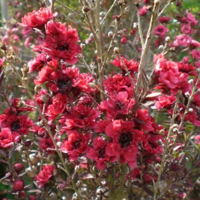 Leptospermum Crimson Glory - Leaderplant