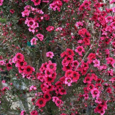 Leptospermum Ruby Glow - Leaderplant