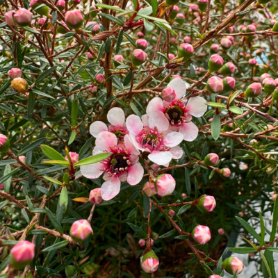 Leptospermum Wiri Joan - Leaderplant