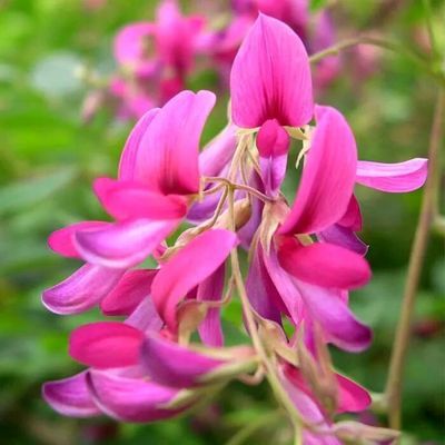 LESPEDEZA thunbergi - Leaderplant