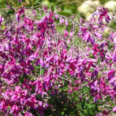 LESPEDEZA thunbergi - Leaderplant