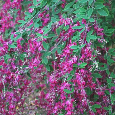 LESPEDEZA thunbergi - Leaderplant