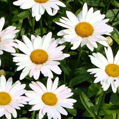 Marguerite Polaris - Leaderplant