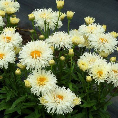 Marguerite Coconut ® - Leaderplant