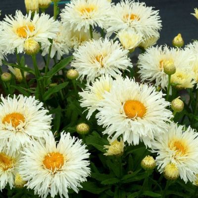 Marguerite Coconut ® - Leaderplant