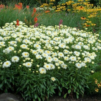 Marguerite Coconut ® - Leaderplant