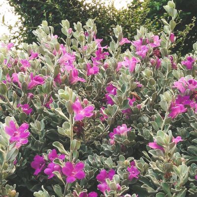 Sauge du Texas  - Leaderplant