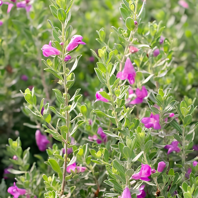 Sauge du Texas Green Cloud - Leaderplant