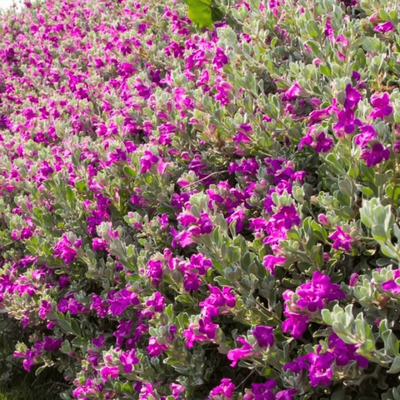 Sauge du Texas Green Cloud - Leaderplant