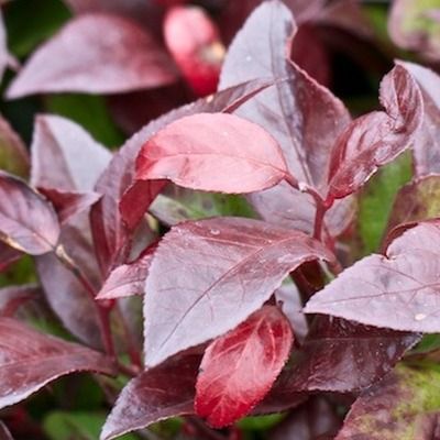 Leucothoe 'Zeblid' - Fleur de perles 'Zeblid' - Leucothoé - Leaderplant