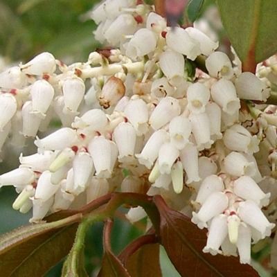 Leucothoe 'Zeblid' - Fleur de perles 'Zeblid' - Leucothoé - Leaderplant