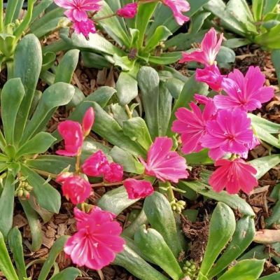 Lewisia Safira Coral ® - Leaderplant