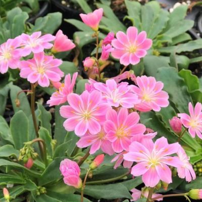 Lewisia Safira Pink ® - Leaderplant