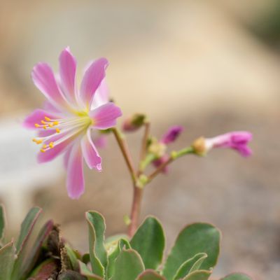 Lewisia Safira Pink ® - Leaderplant