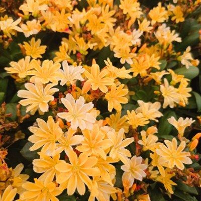 Lewisia Safira Yellow ® - Leaderplant