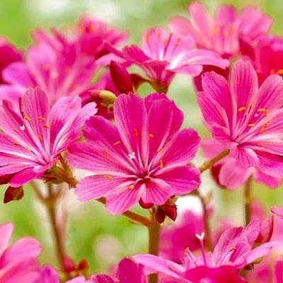 Lewisia Safira Coral ® - Leaderplant